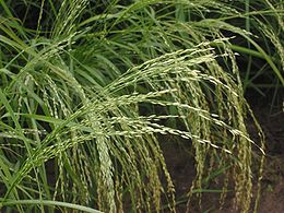 Abisininė posmilgė (Eragrostis tef)