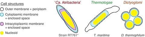 Zellstruktur beispielhaft bei Atribacteria (A. laminatus RT761T), Thermotogae (Thermo­toga mari­tima) und Dictyoglomi (Dictyo­glomus thermo­philum). Äußere Membran (schwarz), die Zyto­plasma­membran (blau), die intra­zyto­plasma­tische Mem­bran (lila) und Nukleoid (gelb).