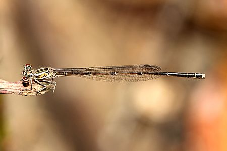 Disparoneura apicalis (പെൺതുമ്പി)