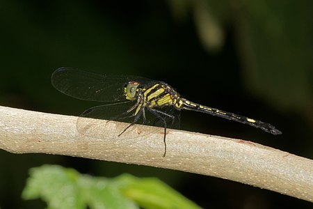 Hylaeothemis apicalis (പ്രായപൂർത്തിയാകാത്ത ആൺതുമ്പി)