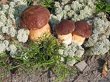 Печурка Боров вргањ (Boletus pinophilus)