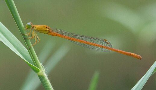 Ceriagrion rubiae (ആൺതുമ്പി)