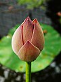 Image 18Bud of water lotus (Nelumbo nucifera), an aquatic plant (from Wetland)