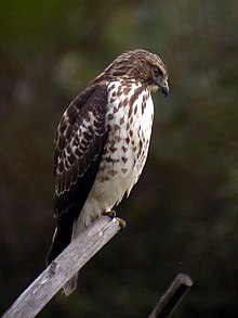 Breivengvåk, Buteo platypterus Foto: Len Blumin