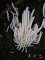 Clavaria krieglsteineri