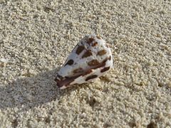 Un cône hébraïque (Conus ebraeus)