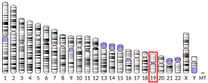 Chromosome 19 (human)