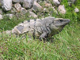 uma iguana da cauda espinhosa no México