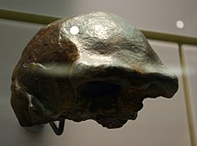 Ngandong 14. Homo erectus.jpg