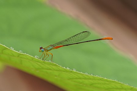 Ceriagrion cerinorubellum (ആൺതുമ്പി)