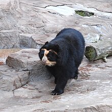 Spectacled Bear Tennoji 2.jpg