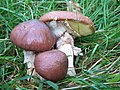 Cuticule viscidule (Suillus luteus)