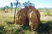 จอมปลวกใน Queensland, Australia