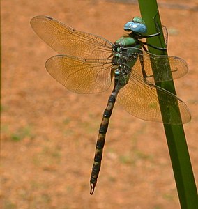 Anax immaculifrons (ആൺതുമ്പി)