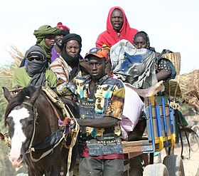 Image illustrative de l’article Cheval au Mali