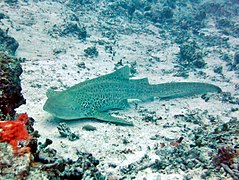 Un requin léopard (Stegostoma fasciatum)