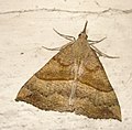 Hypena proboscidalis (Hypeninae)