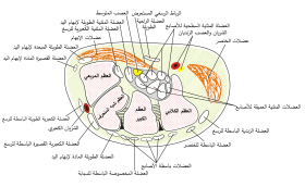 مقطع عرضي في الرسغ