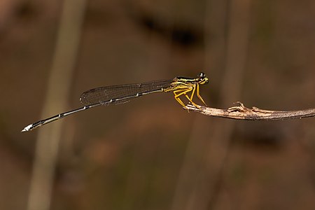 Copera marginipes (ആൺതുമ്പി)