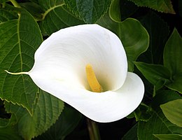 Fehér tölcsérvirág (Zantedeschia aethiopica)