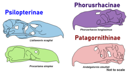 Phorusrhacid skulls