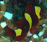 Female with striking gold body bars from the Andaman Islands