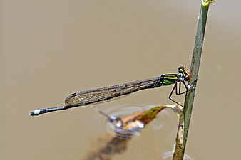 P. dispar male