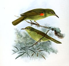 Description de l'image Anthreptes fraseri Keulemans.jpg.