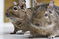 Two degus outside.