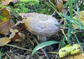 !Lactarius flexuosus!