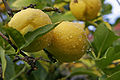 Lemons