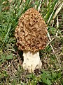 Morchella esculenta