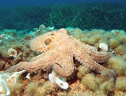 Astoņkājis (Octopus vulgaris)