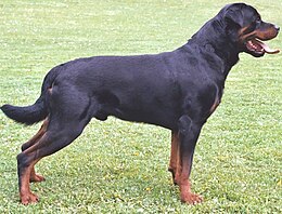 Rottweiler.jpg