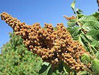 Sumac Iran