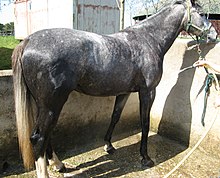 Photo en couleur d'un cheval à la robe grise mouillé avec un tuyau d'arrosage