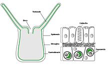 Anthozoa, dermis.jpg