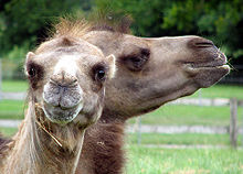 Two at the Cotswold Wildlife Park in England