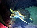 Loggerhead sea turtle