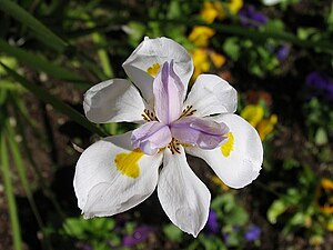 Iris xiphium