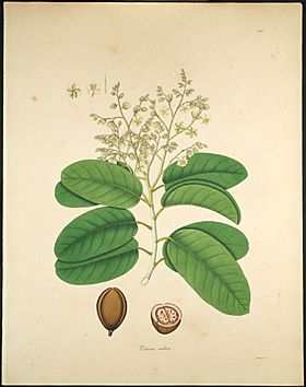 Vateria indica