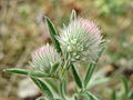 Пољска детелина (Trifolium arvense)