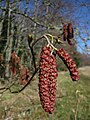 Male catkins with tiny female catkins above