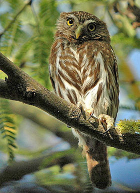 Glaucidium brasilianum em Sonora, no México