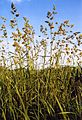 Dactylis glomerata espigas