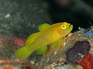 Lubricogobius exiguus