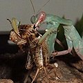 Mantis eating a cricket (Philippines)