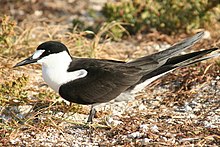 A bird standing on the ground