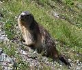 Marmota alpina al Massif des Écrins