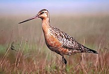 Lappspove, Limosa lapponica Foto: Tim Bowman